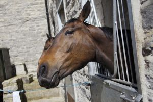 _middleham open day 40.jpg